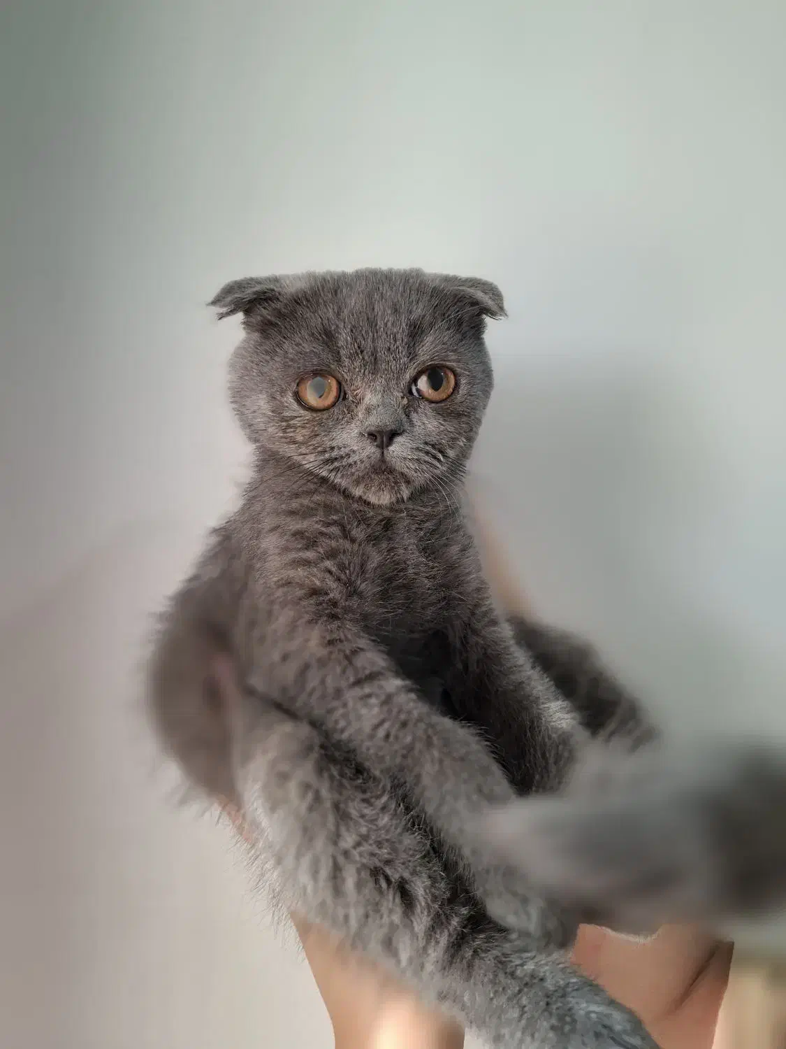 واگذاری توله اسکاتیش فولد نر|گربه|تهران, گلستان (شهرک راه آهن)|دیوار