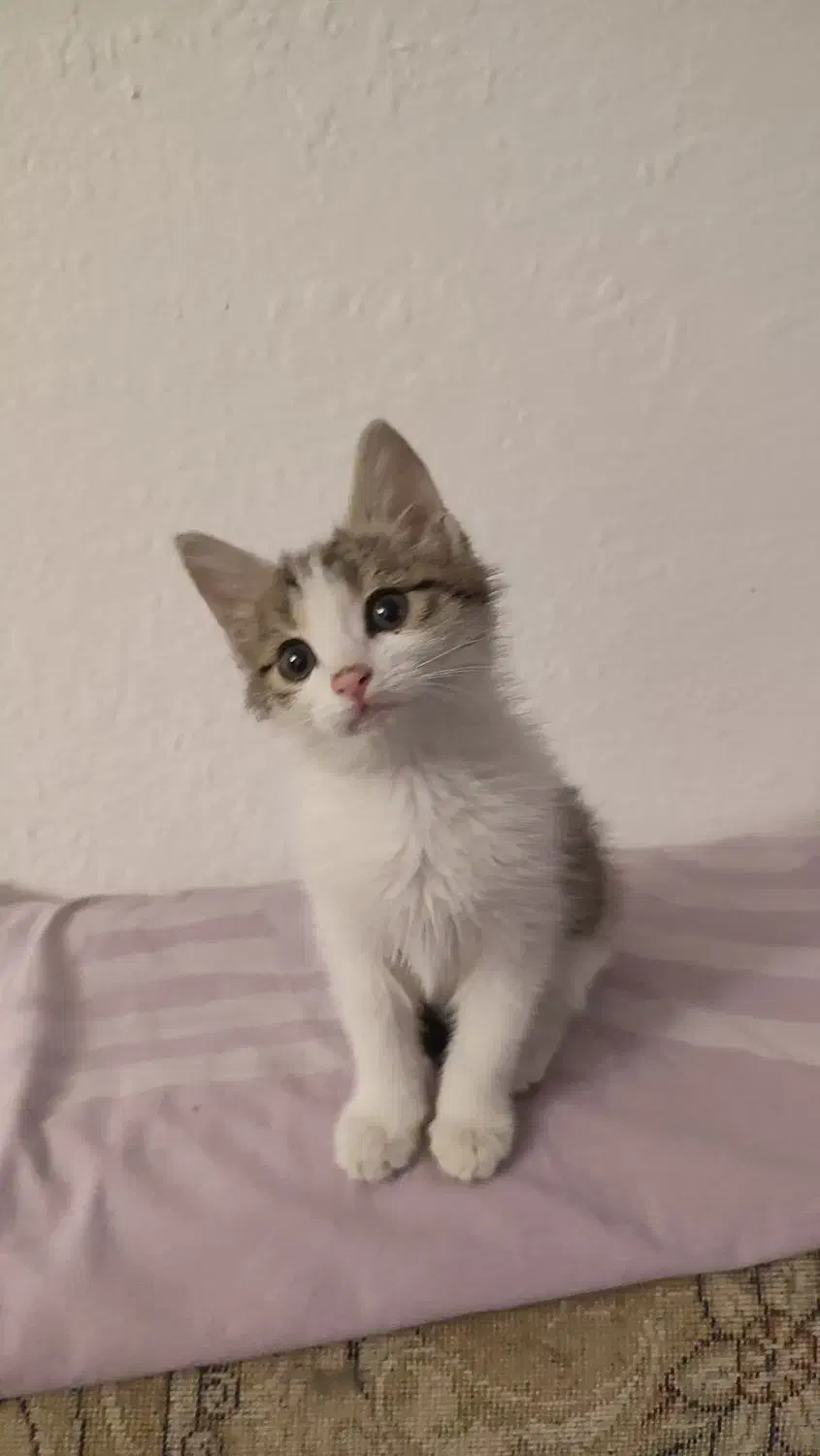 واگذاری گربه رایگان|گربه|اندیشه, اندیشه فاز ۲|دیوار