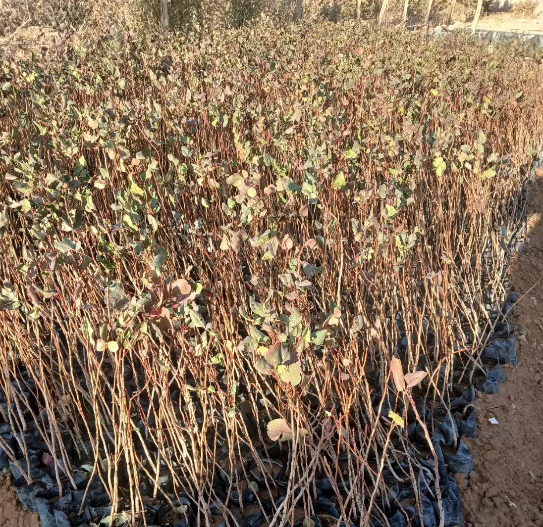 فروش نهال پسته ممتاز در گرگاب|خدمات باغبانی و درختکاری|شاهین‌شهر, گرگاب|دیوار