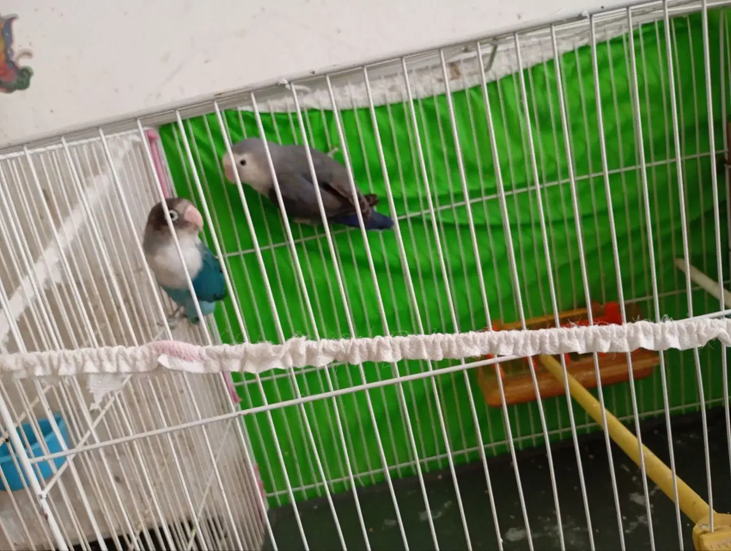 طوطی کوتوله|پرنده|مشهد, شترک|دیوار