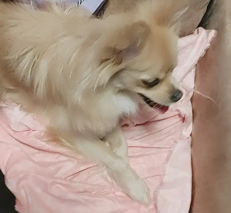 پامر روباهی ۱۰ ماهه ماده|سگ|تهران, صادقیه|دیوار