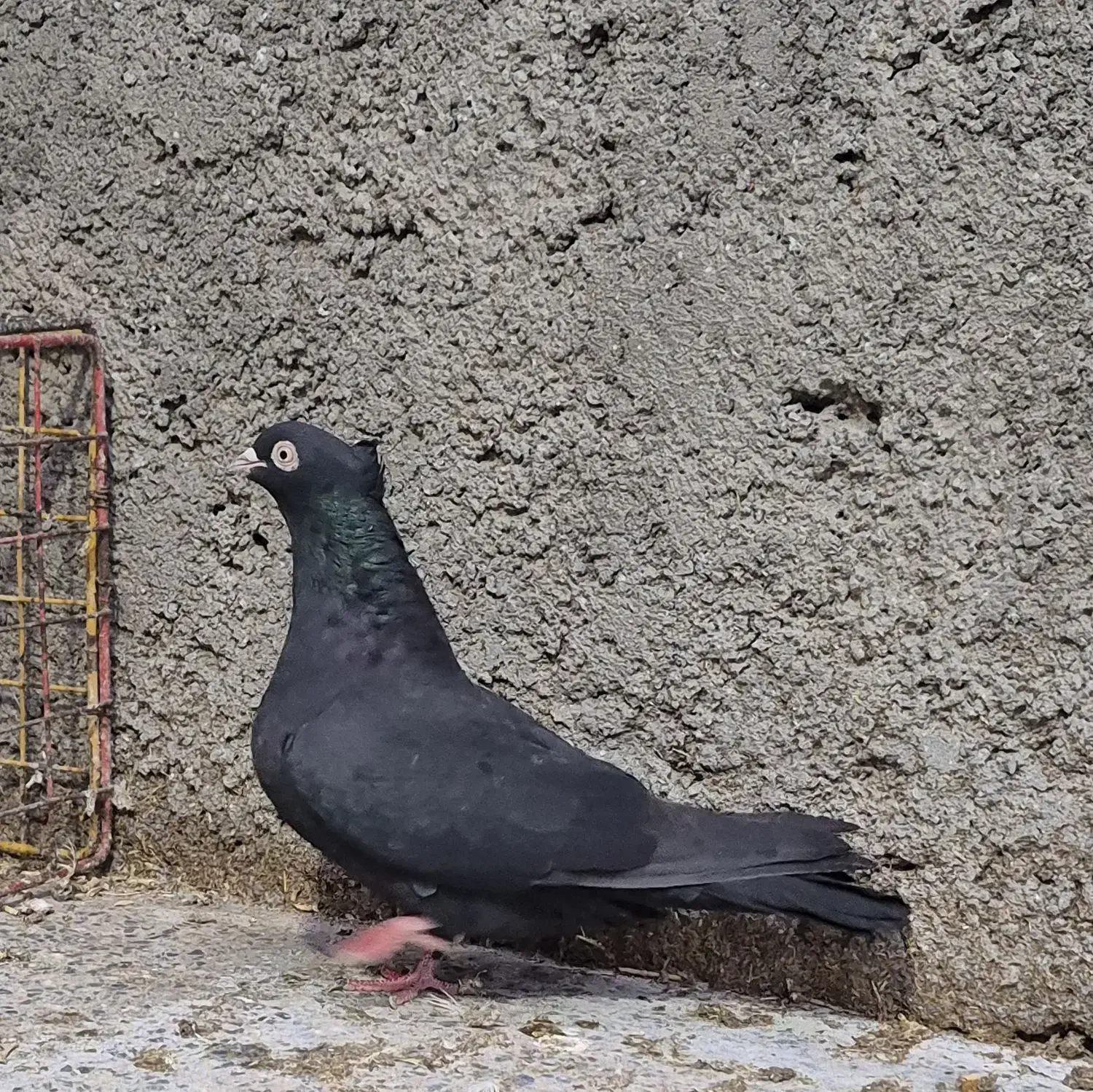 بوم کبوتر رنگی،پرشی،نقشی|پرنده|اصفهان, بوستان ناژوان|دیوار