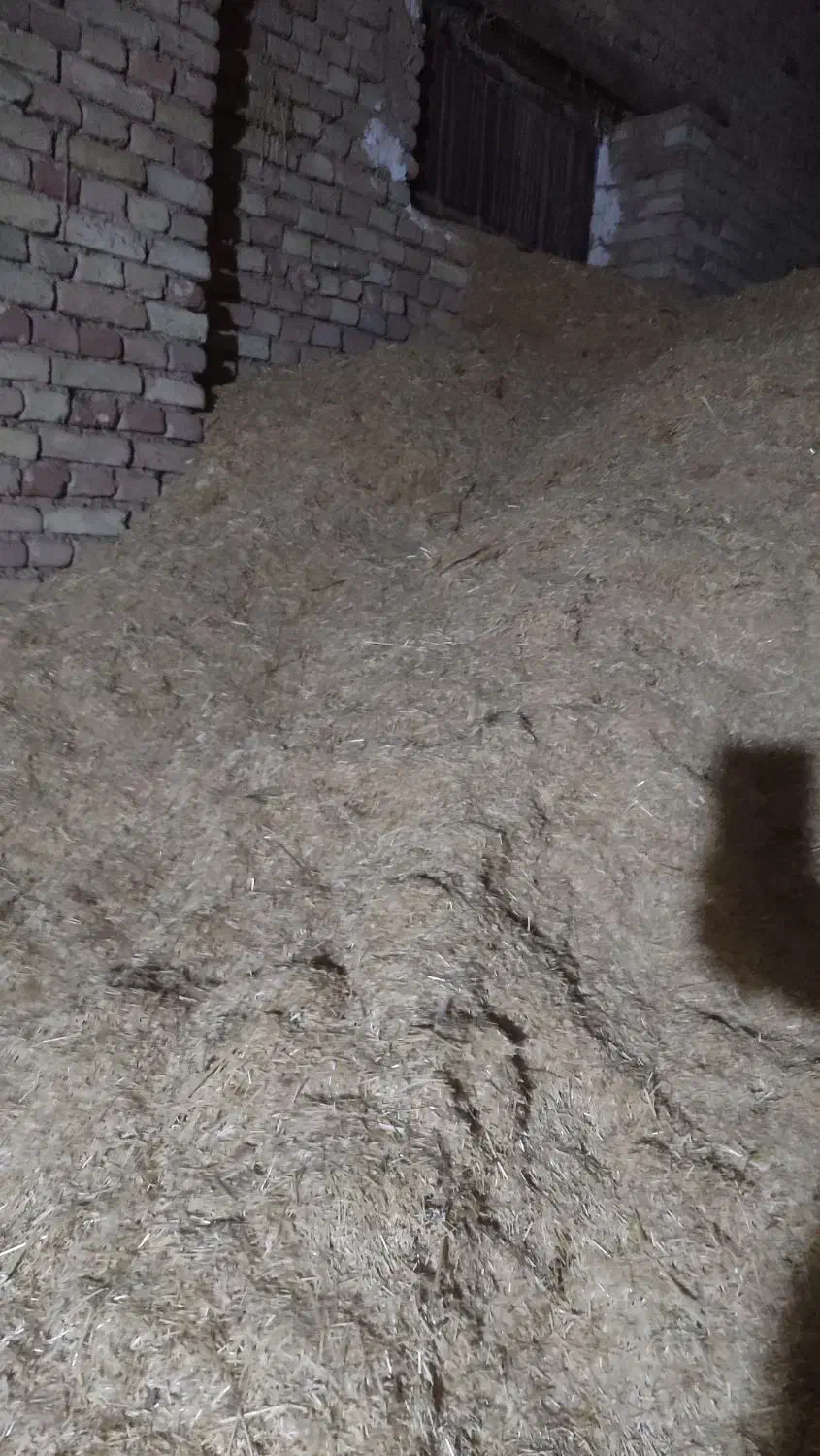 2تن کاه گندم دیم|لوازم جانبی حیوانات|لالجین, |دیوار