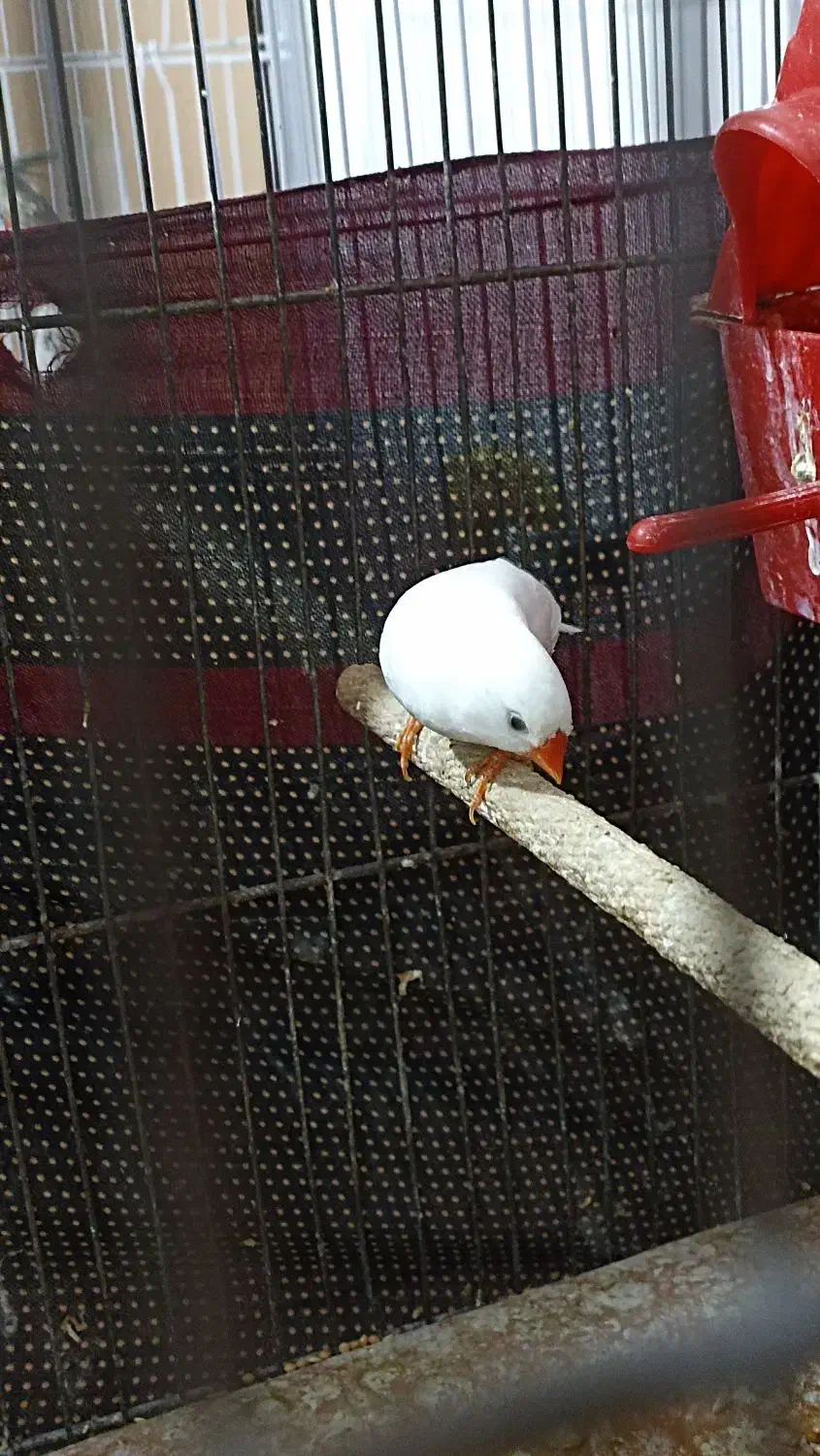 فنچ و عروس|پرنده|محلات, |دیوار