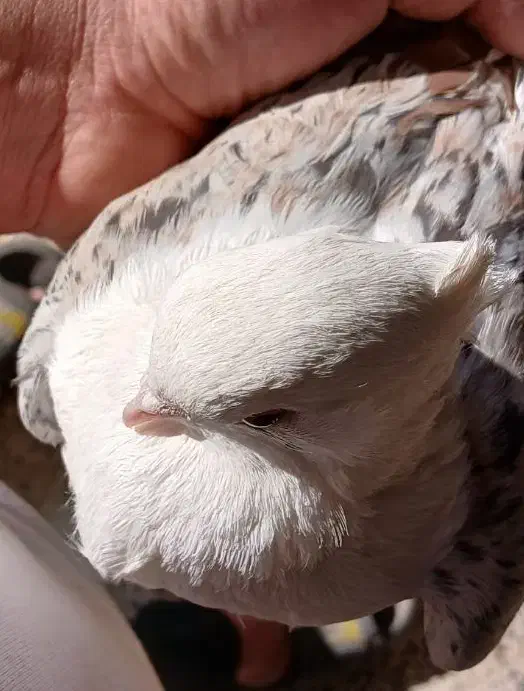 نر مخملی|پرنده|خرمآباد, |دیوار