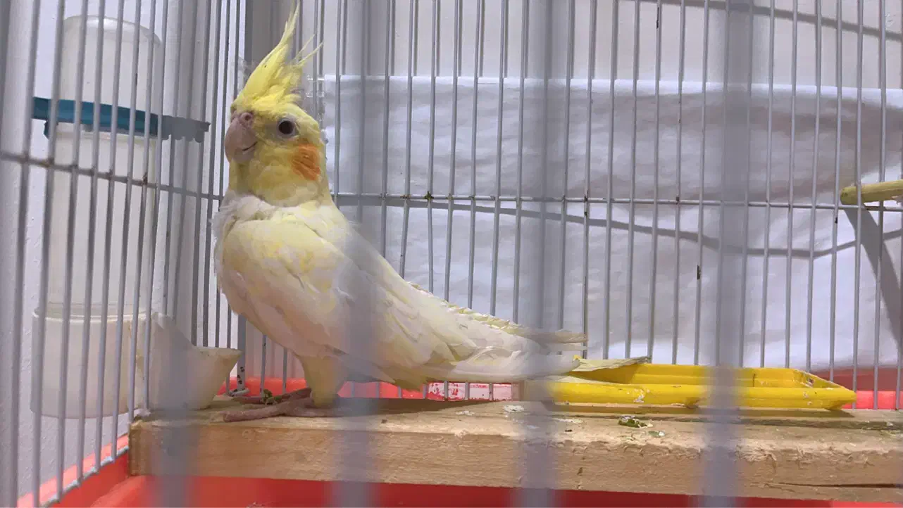 عروس پاریس|پرنده|اهواز, کیانپارس |دیوار