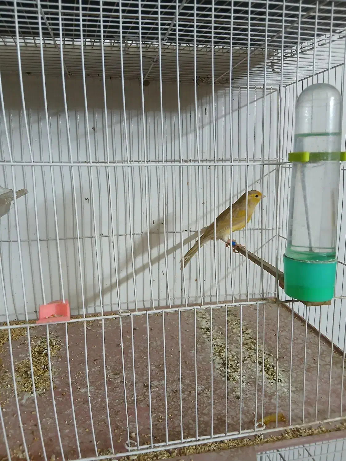 قناری دارچینی|پرنده|مشهد, انقلاب|دیوار