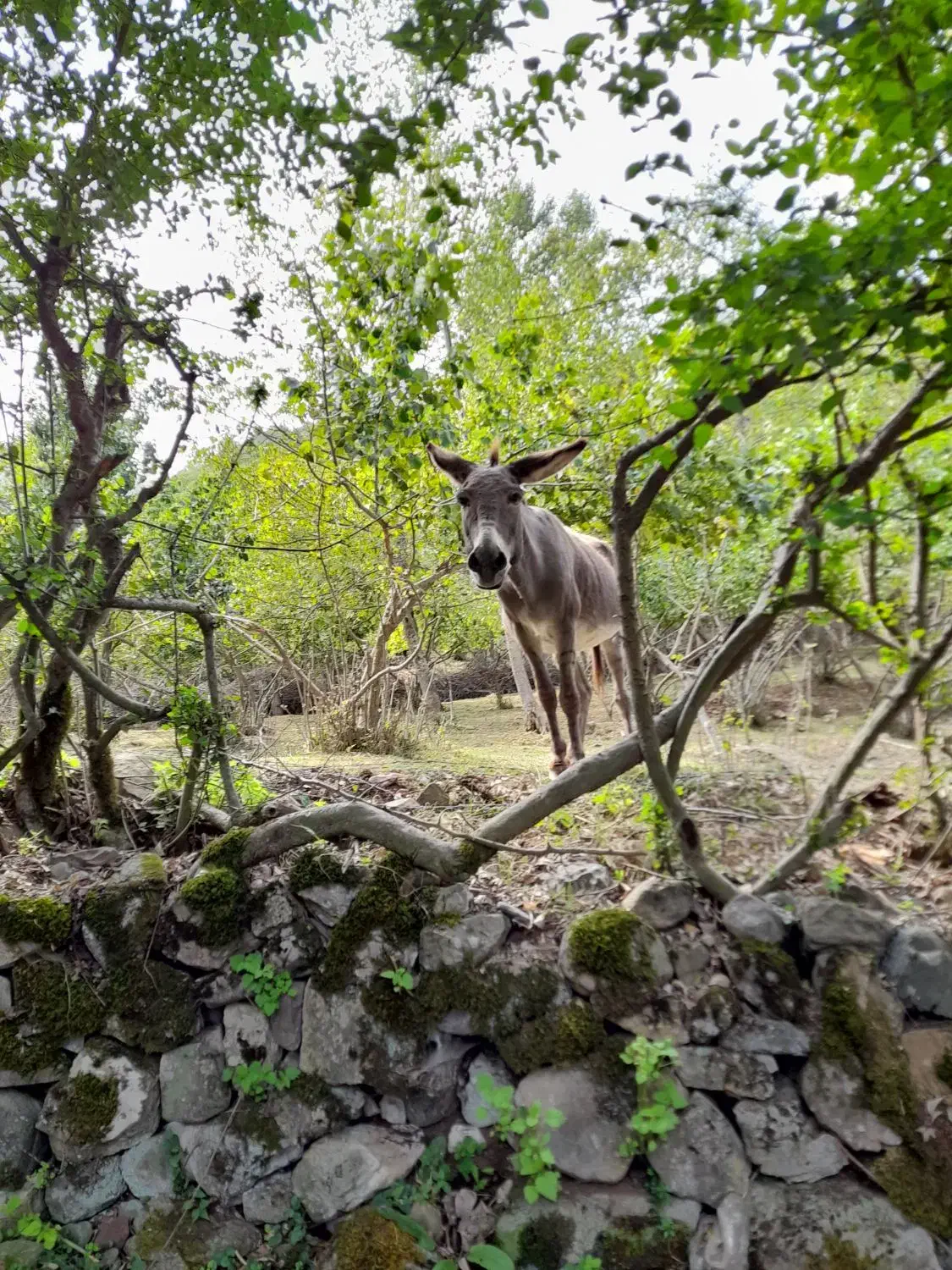 خر جوان|حیوانات مزرعه|دابودشت, |دیوار