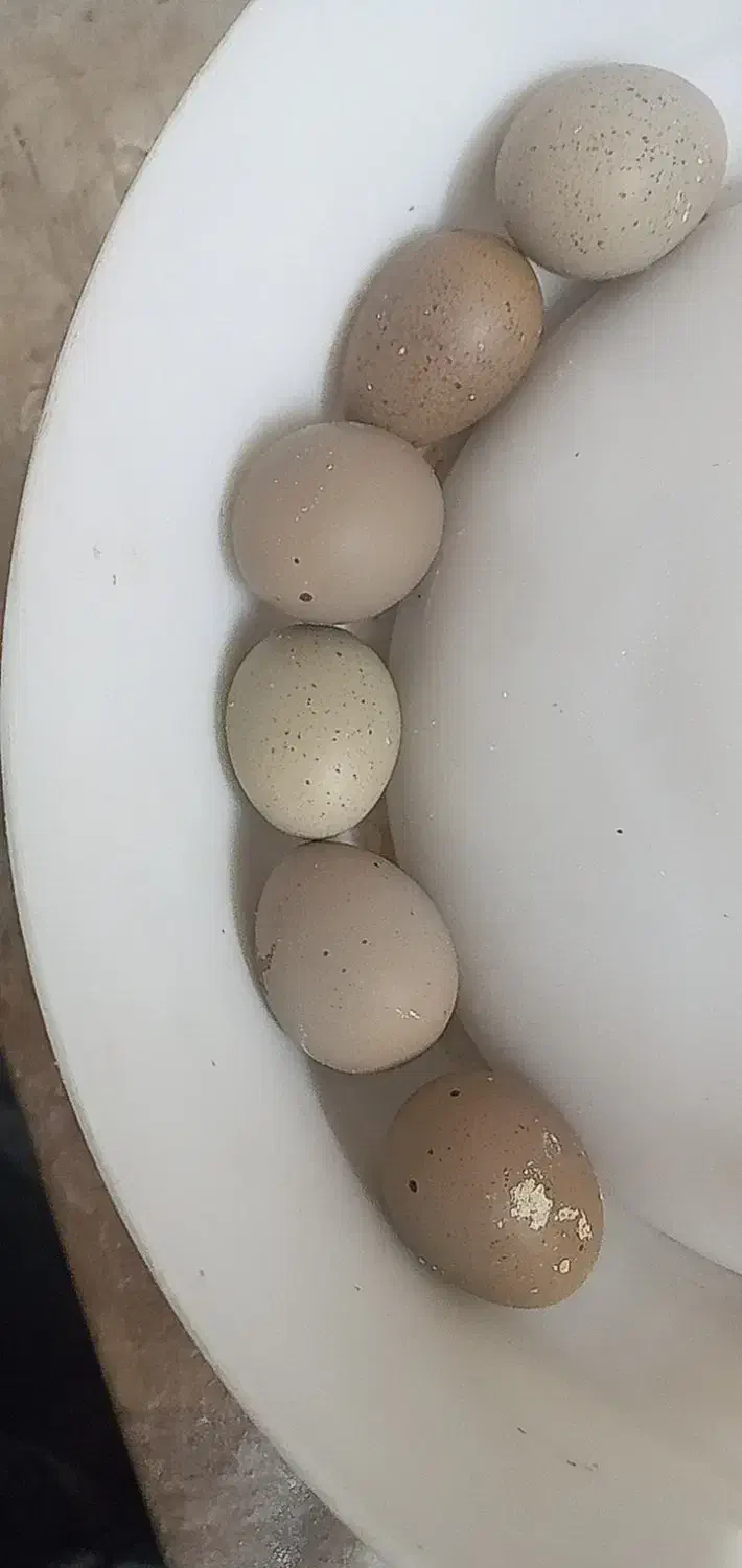 تخم نطفه دار بلدرچین|حیوانات مزرعه|پرند, فاز ۳|دیوار