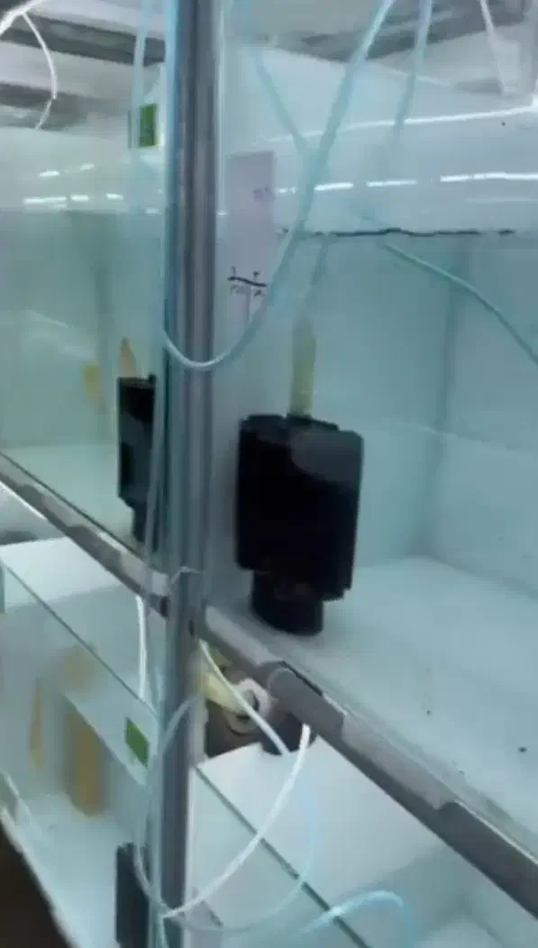 آکواریوم و پایه|ماهی|ارومیه, |دیوار