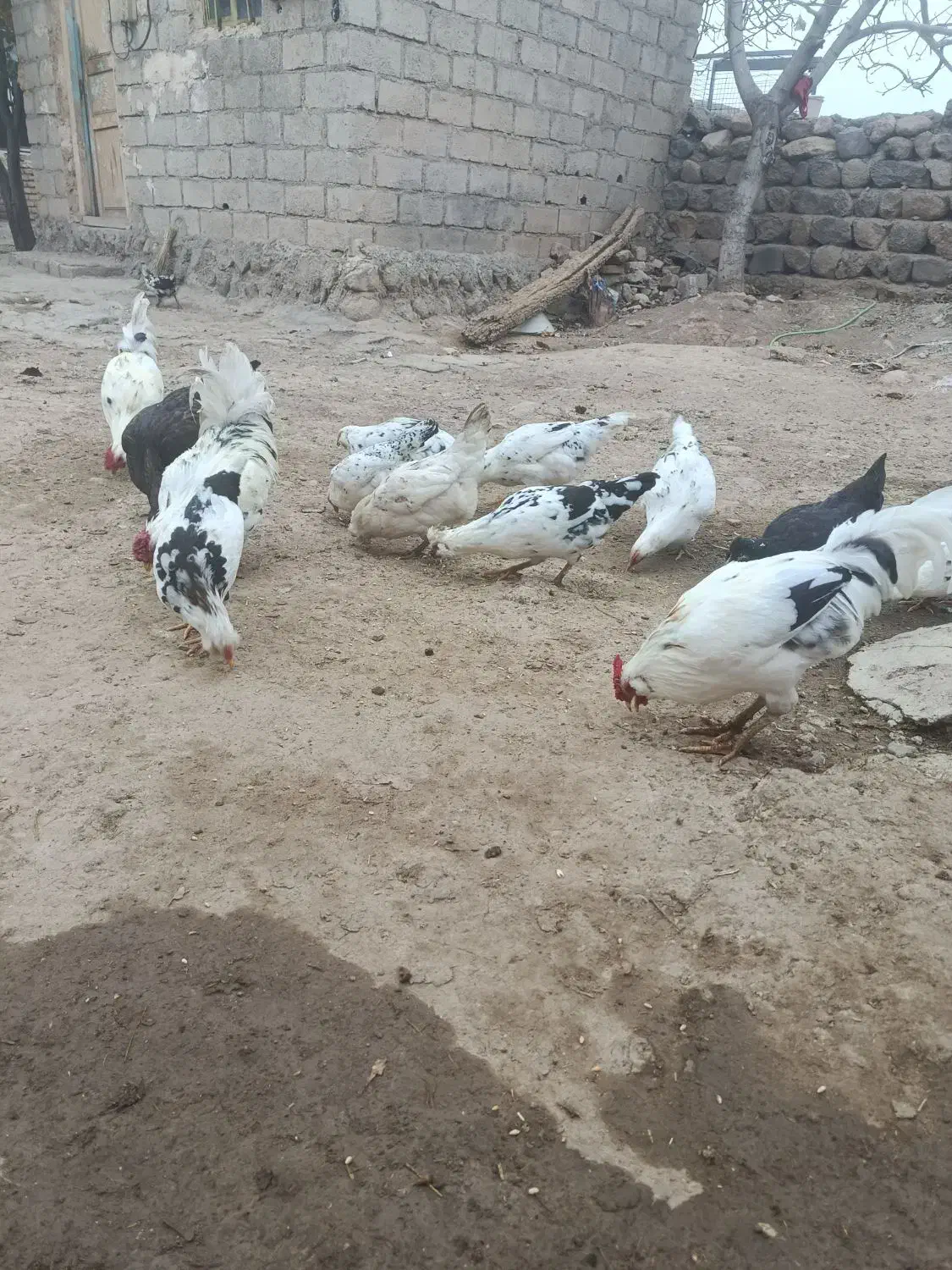 تخم‌گلین|حیوانات مزرعه|اردبیل, |دیوار