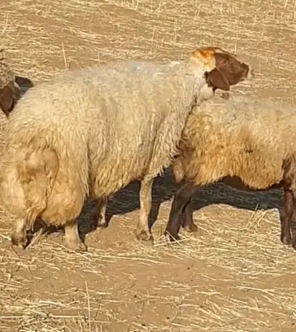 قوچ|حیوانات مزرعه|فیروزآباد, |دیوار