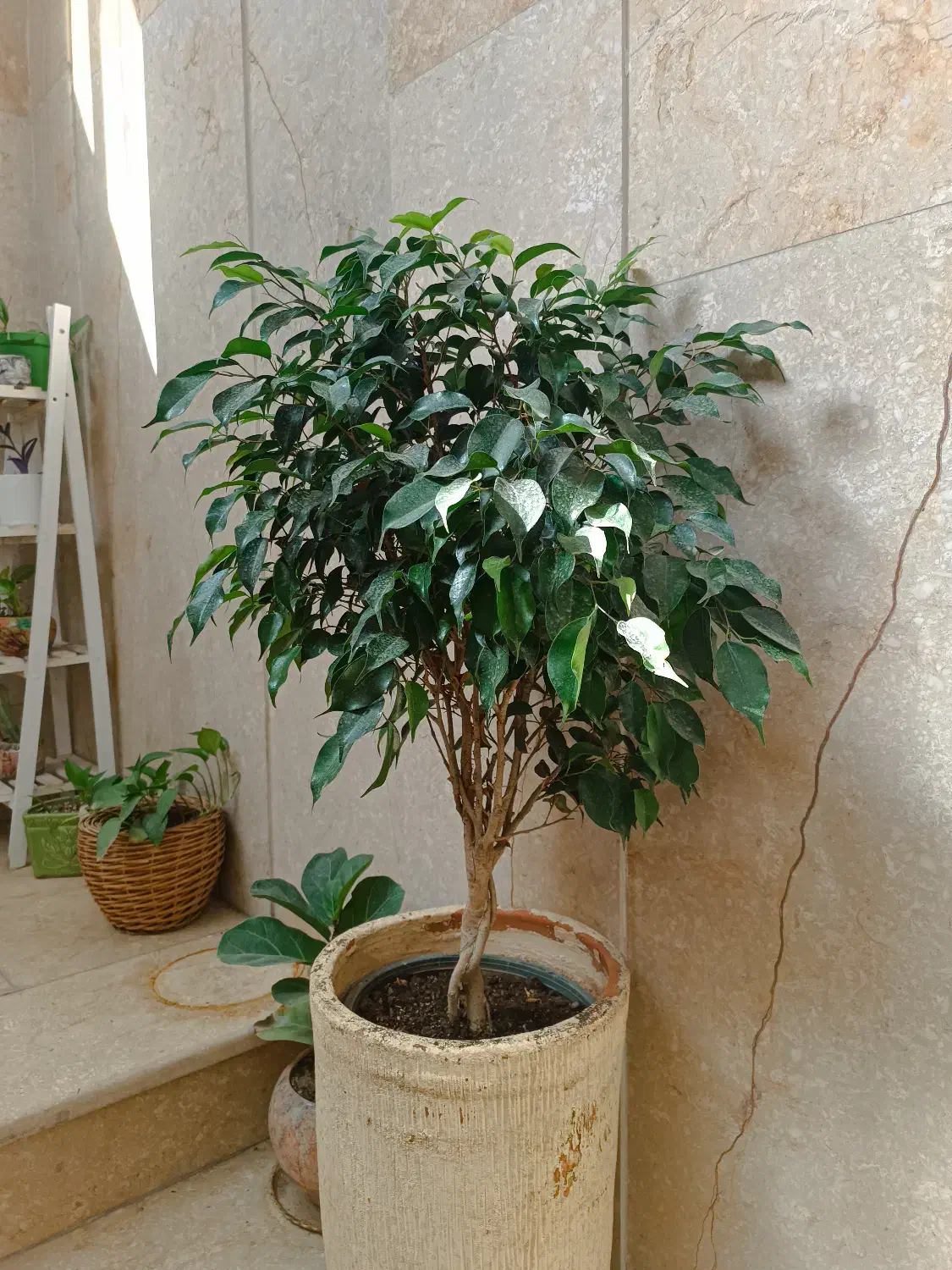 درختچه فیکوس بنجامین بلک|گل و گیاه طبیعی|تهران, مجیدیه|دیوار