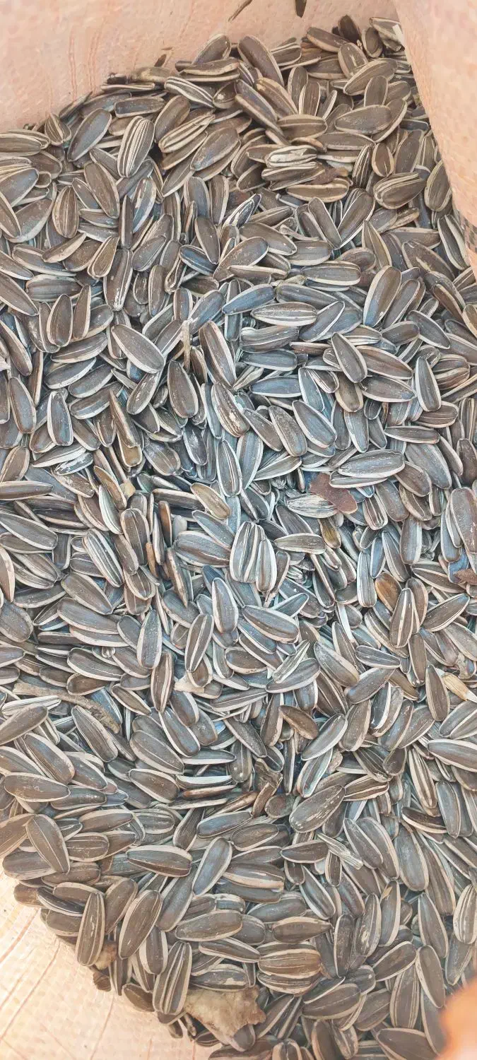 تخمه افتابگردان s۴۰۰|عمدهفروشی|ماکو, |دیوار