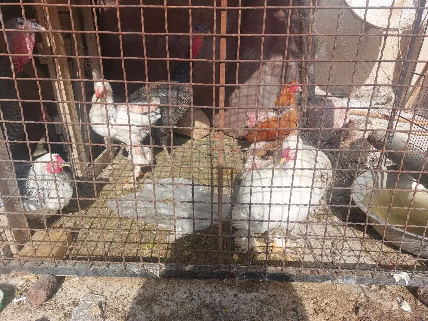 مرغ و خروس برهما و دوتا بوقلمون|حیوانات مزرعه|تهران, شادآباد|دیوار