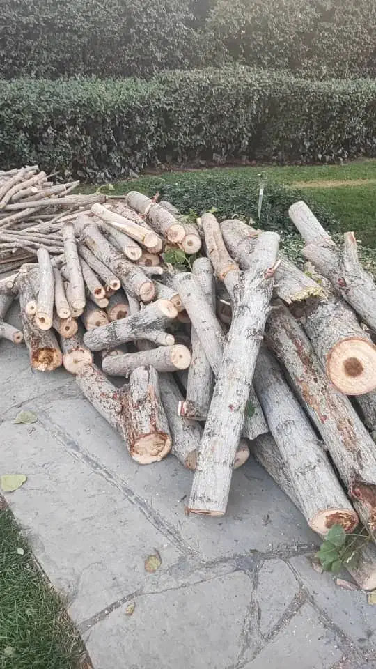 درخت خرید و برش درختان خشگ|خدمات باغبانی و درختکاری|محمدشهر, محمدشهر|دیوار