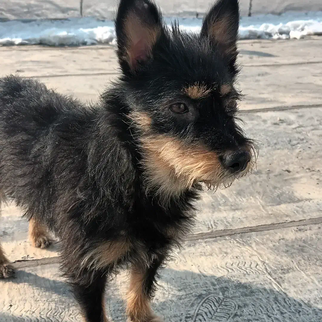 سگ گمشده|حیوانات|تهران, نارمک جنوبی|دیوار