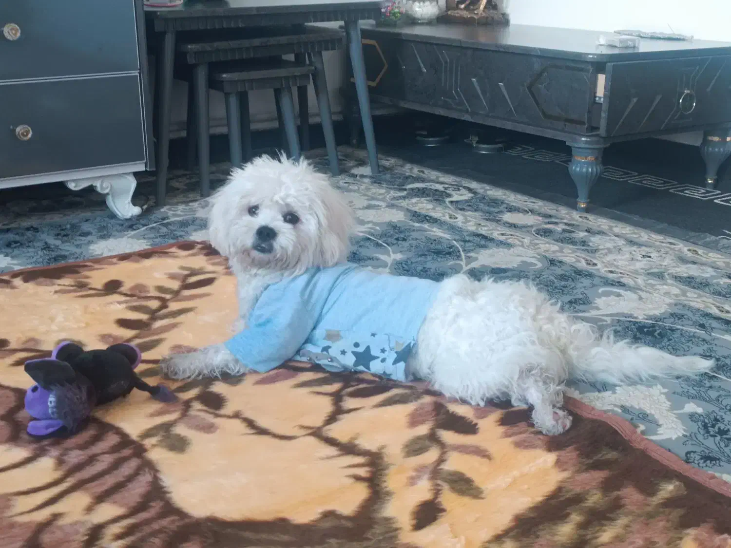 سگ شیتزو|سگ|خرم‌آباد, |دیوار