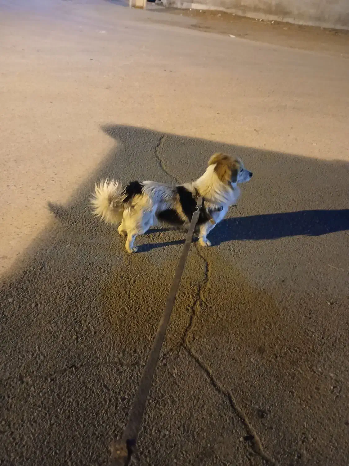 سگ پیدا شده|حیوانات|اسلام‌شهر, شهرک مهدیه|دیوار