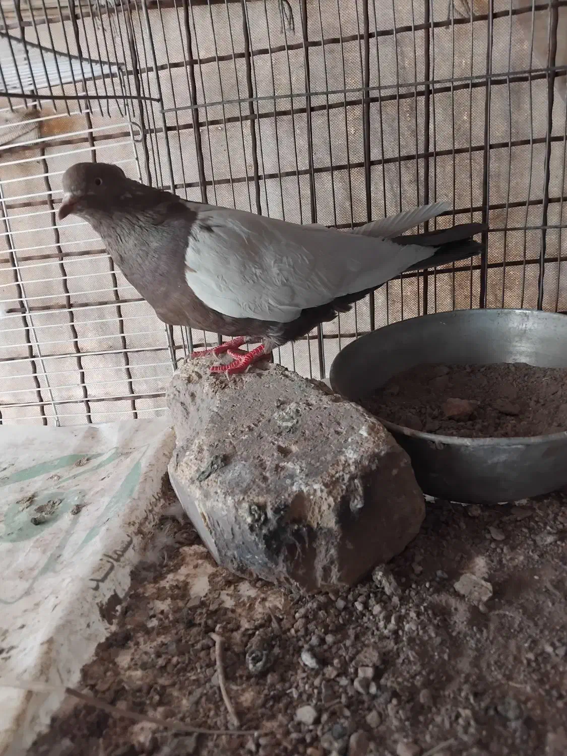 کفتر|پرنده|فولادشهر, B2|دیوار