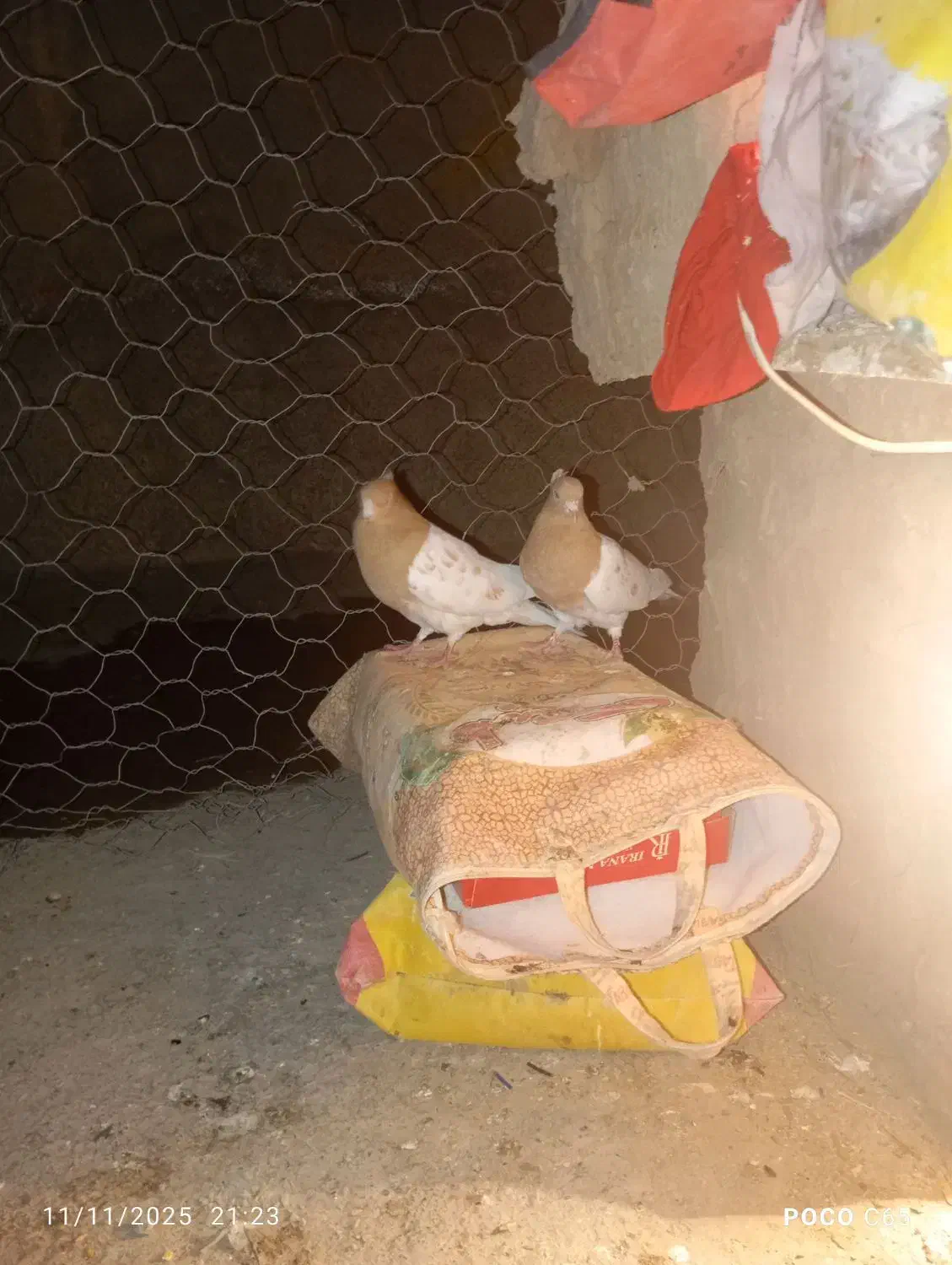 یک جفت کفتر کله زرد|پرنده|آشخانه, |دیوار