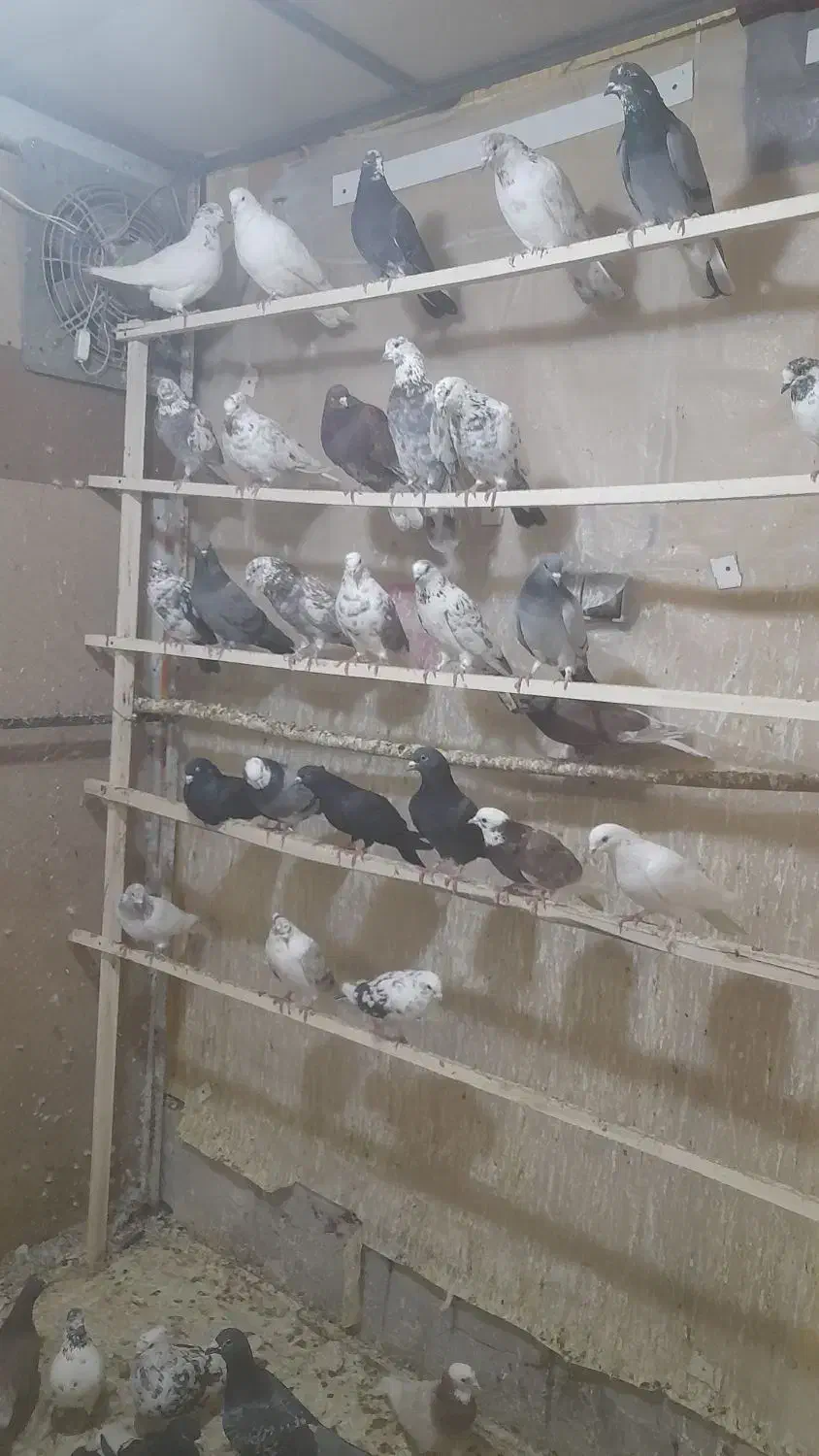 کبوتر|پرنده|الیگودرز, |دیوار