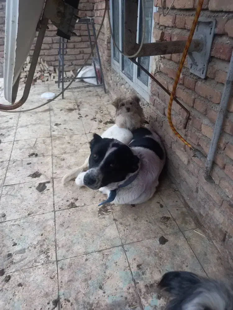 حیوان|حیوانات|مشگین شهر, |دیوار