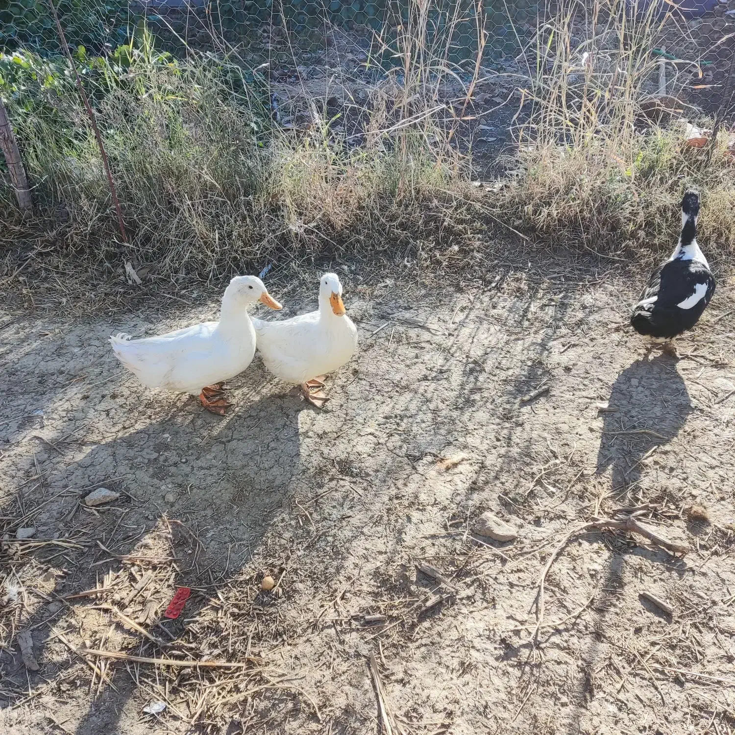 مرغابی|حیوانات مزرعه|یاسوج, |دیوار