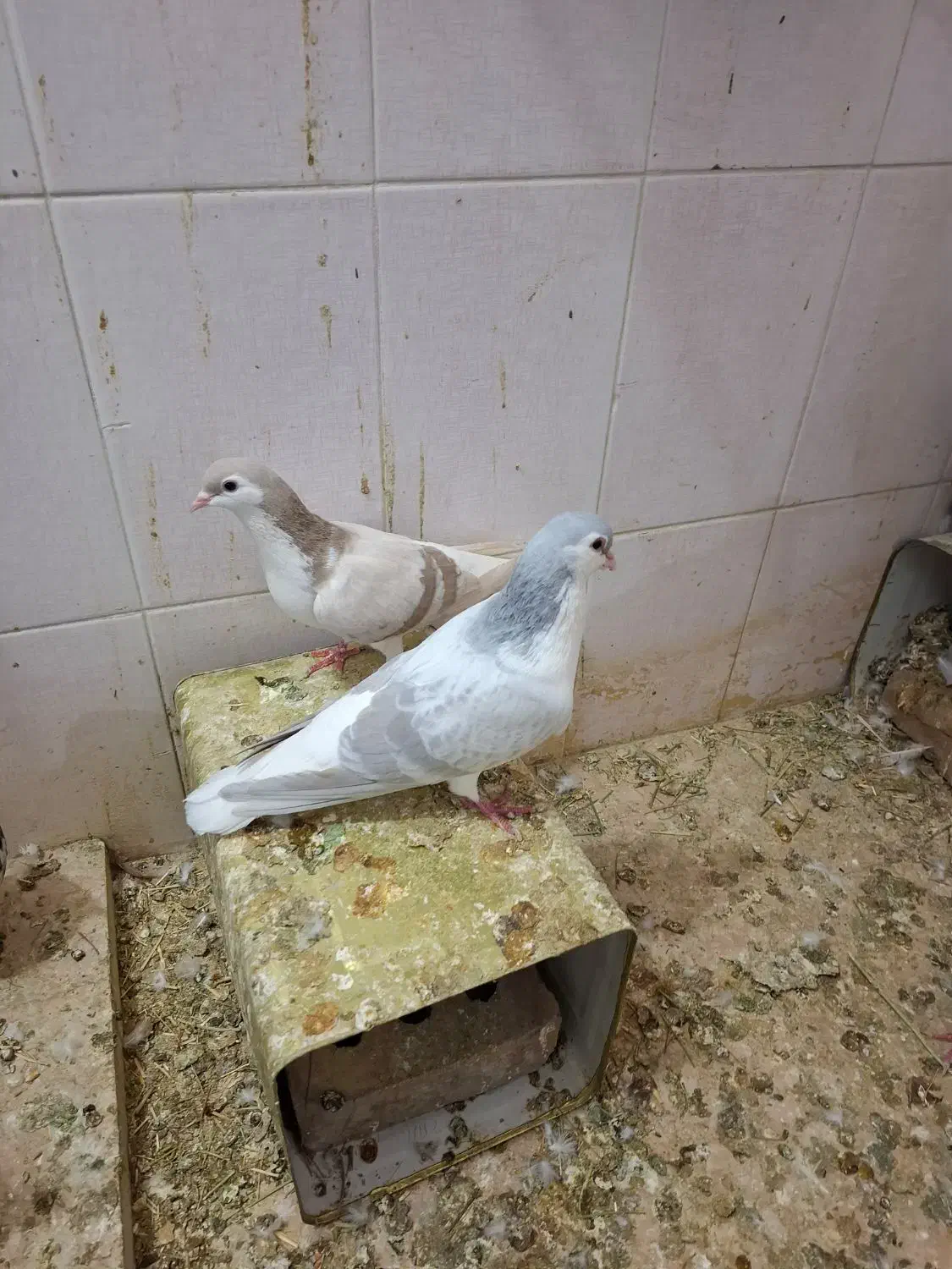 کبوتر|پرنده|نیشابور, منظر|دیوار