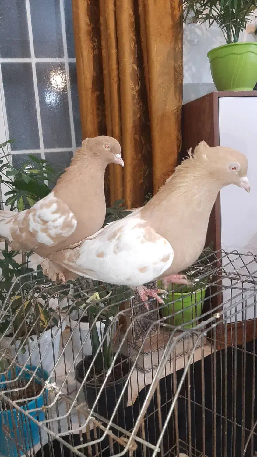 یک جفت سینه زرد|پرنده|کاشان, لتحر|دیوار