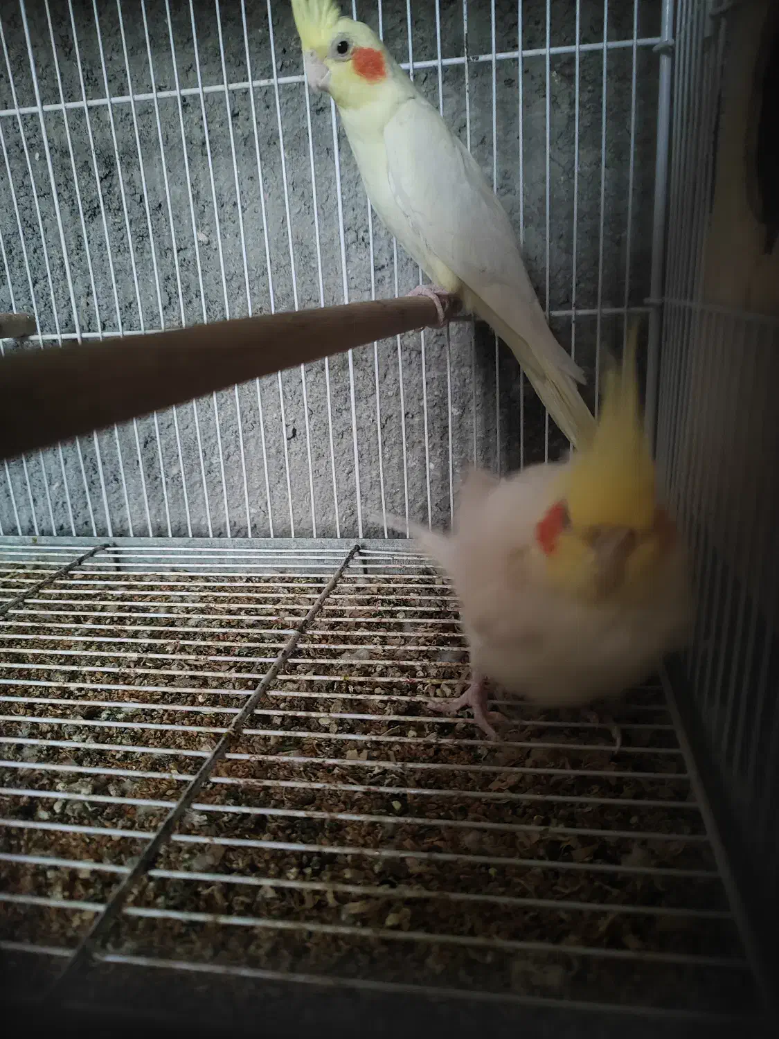 عروس هلندی|پرنده|بندر گناوه, |دیوار