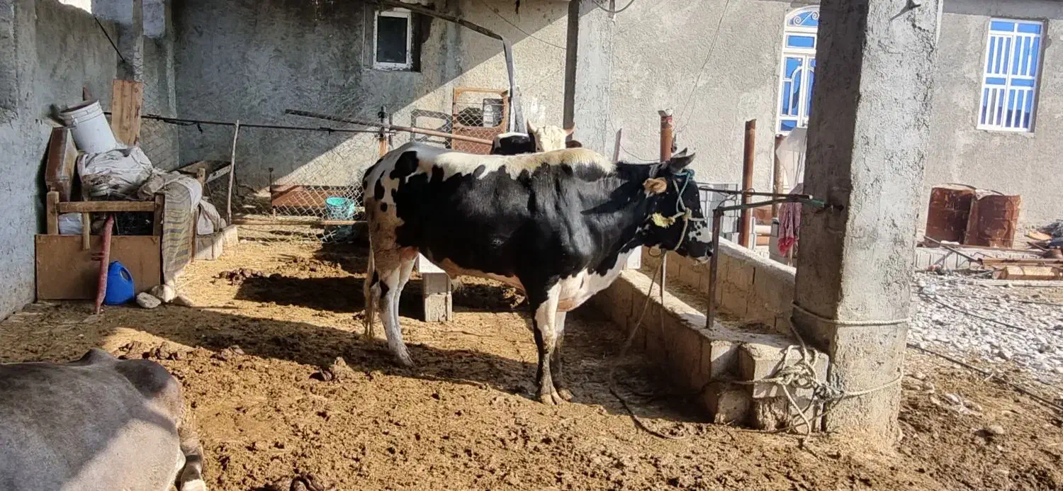 گوساله نر|حیوانات مزرعه|جم, |دیوار