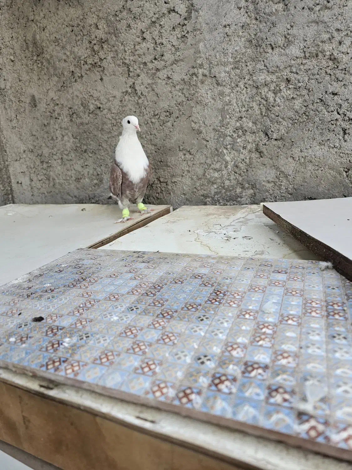 کربلایی سرسفید مخملی کلاهی|پرنده|کرمان, |دیوار