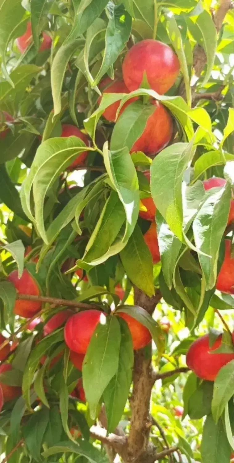 بزرگترین نهالستان تولید کننده انواع نهال|خدمات باغبانی و درختکاری|خرمآباد, |دیوار