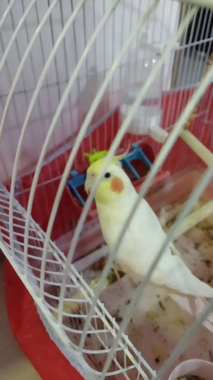 عروس هلندی بالغ آواز خوان|پرنده|نجفآباد, سعدی|دیوار