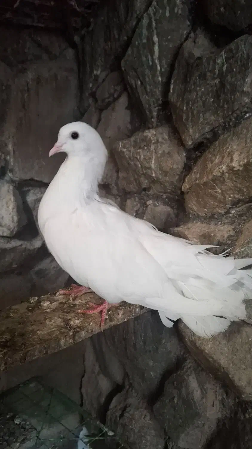 کبوتر|پرنده|سمنان, |دیوار