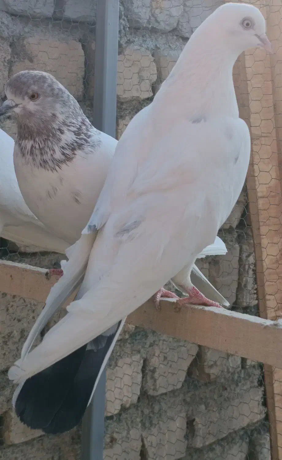 کبوتر|پرنده|معصومیه, |دیوار