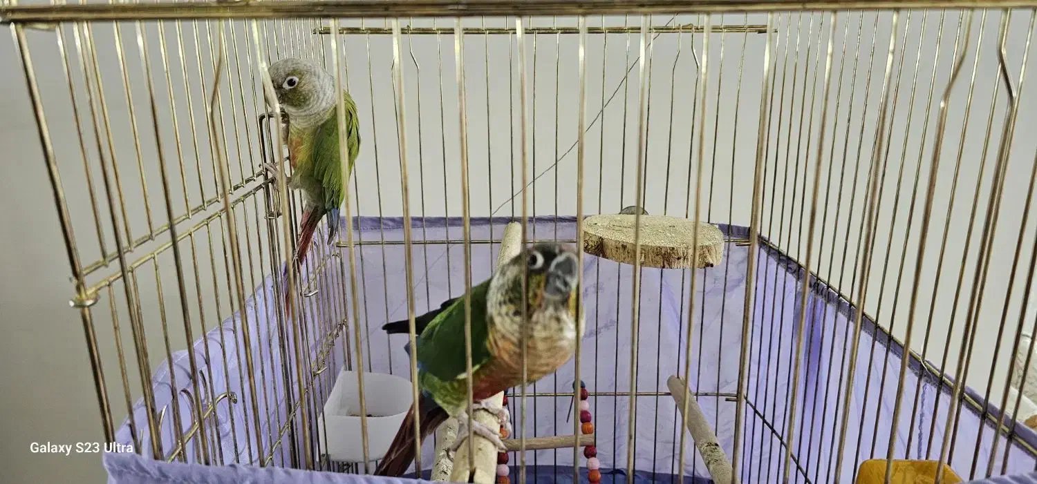 طوطی گرینچیک|پرنده|تهران, مشیریه|دیوار