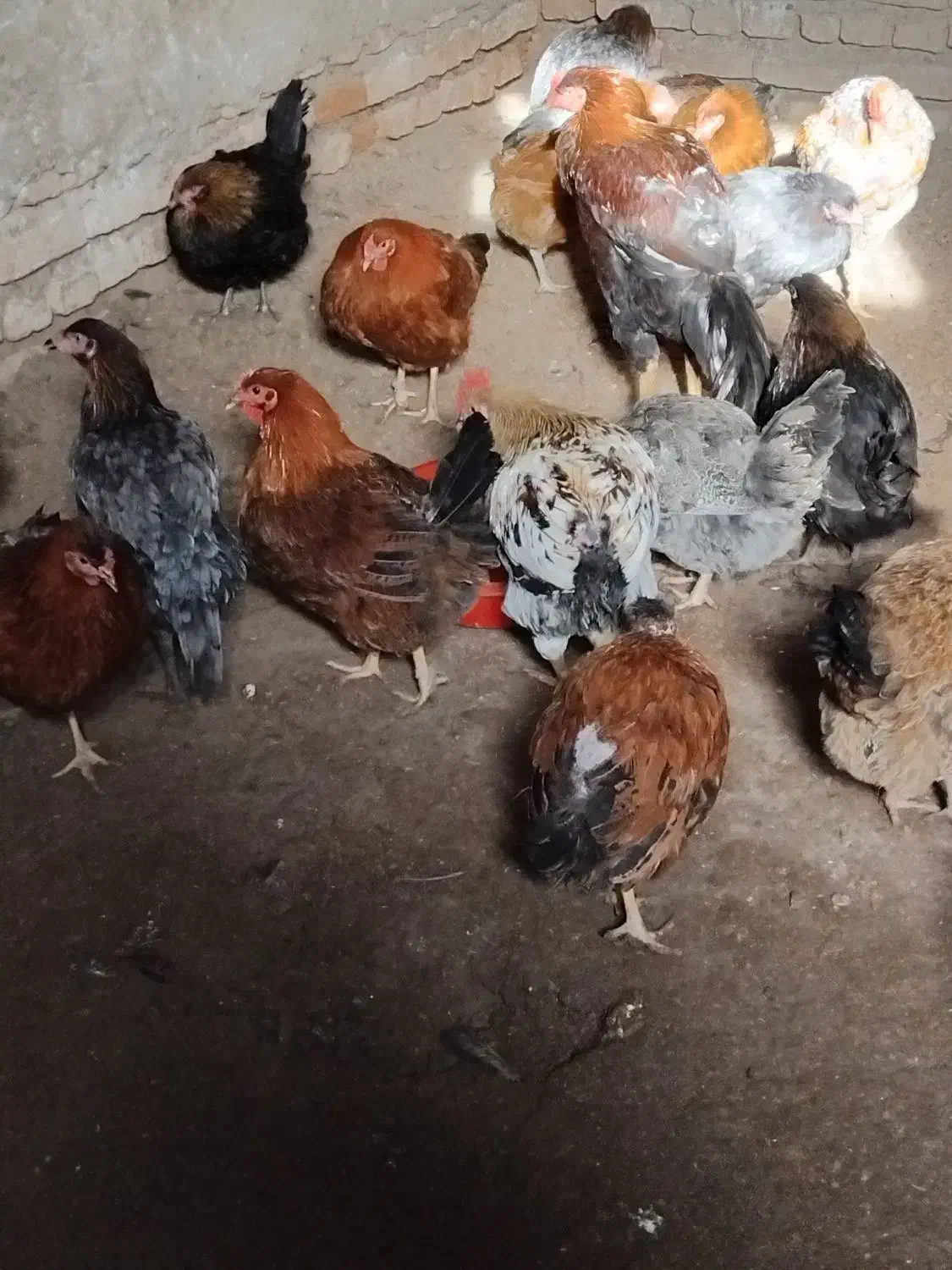 مرغ محلی تخم گذار|حیوانات مزرعه|انبارآلوم, |دیوار