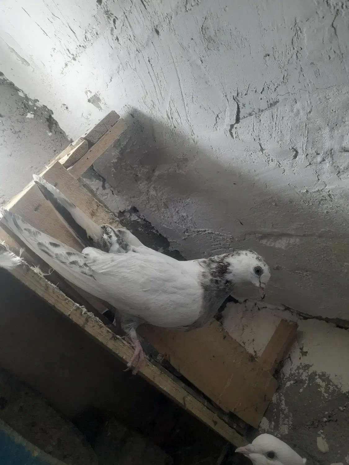 کاشانی|پرنده|مسجد سلیمان, |دیوار