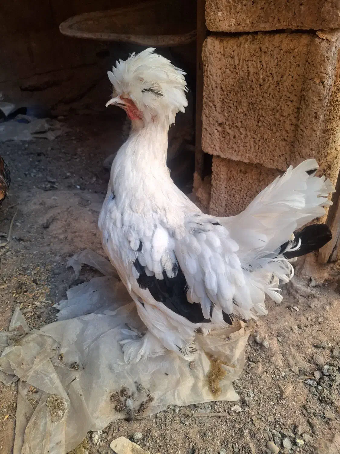 مرغ خروس سلطان|حیوانات مزرعه|مسجد سلیمان, |دیوار