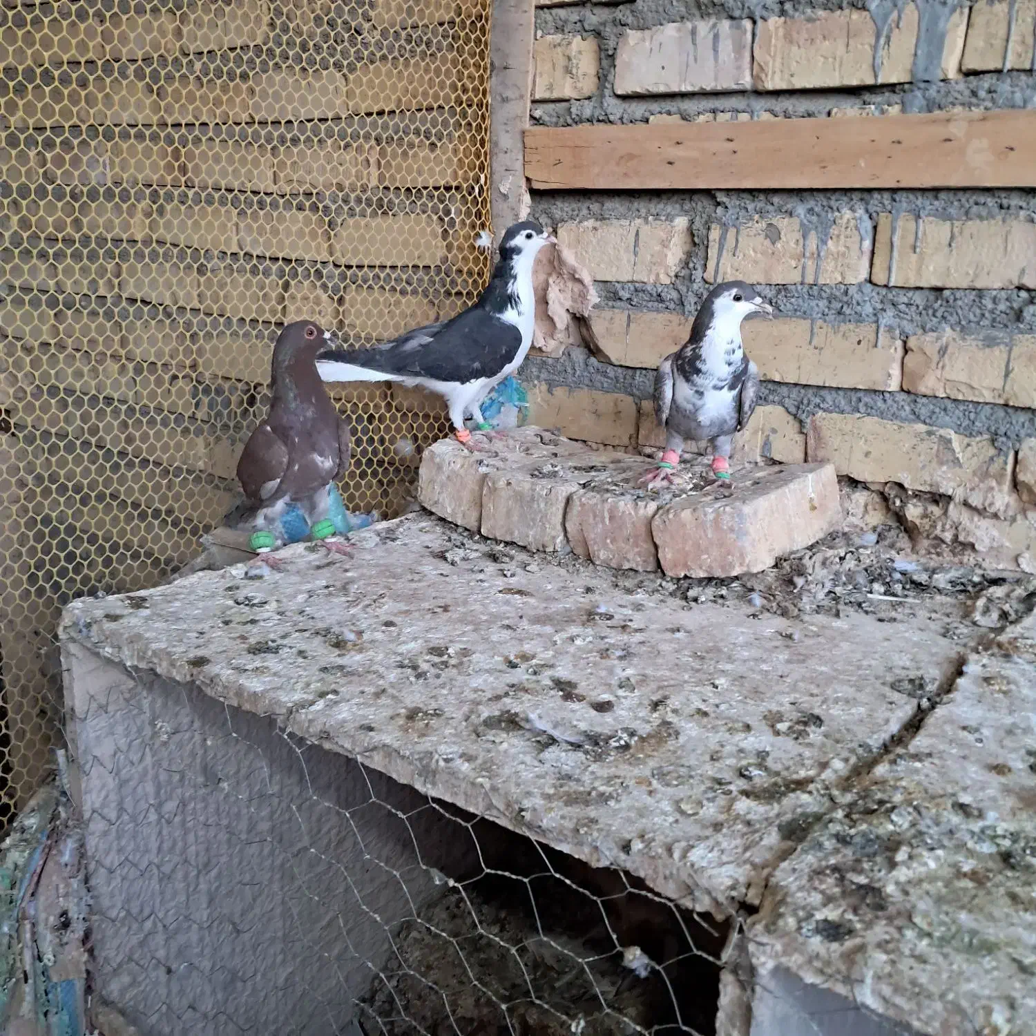 کبوتر ماده پرشی|پرنده|تربت‌حیدریه, بالا ولایت|دیوار