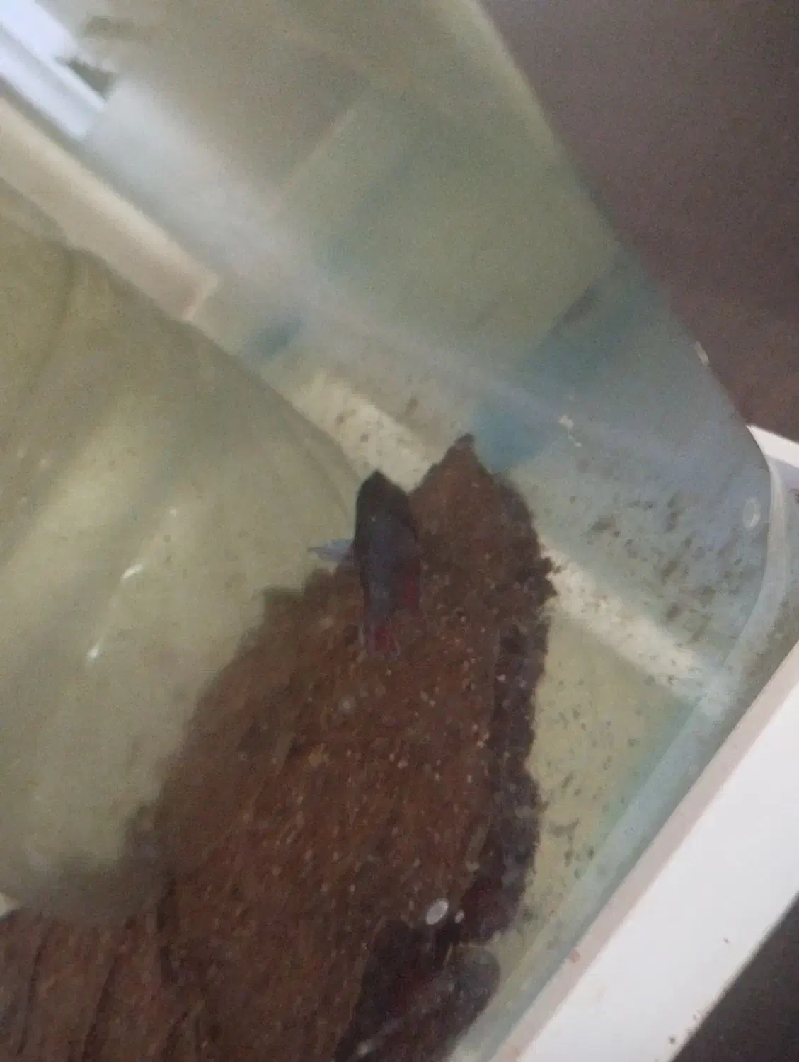 فایتر ماهی جنگجو  همراه بچه هایش|ماهی|شاهین‌شهر, خانه کارگر|دیوار