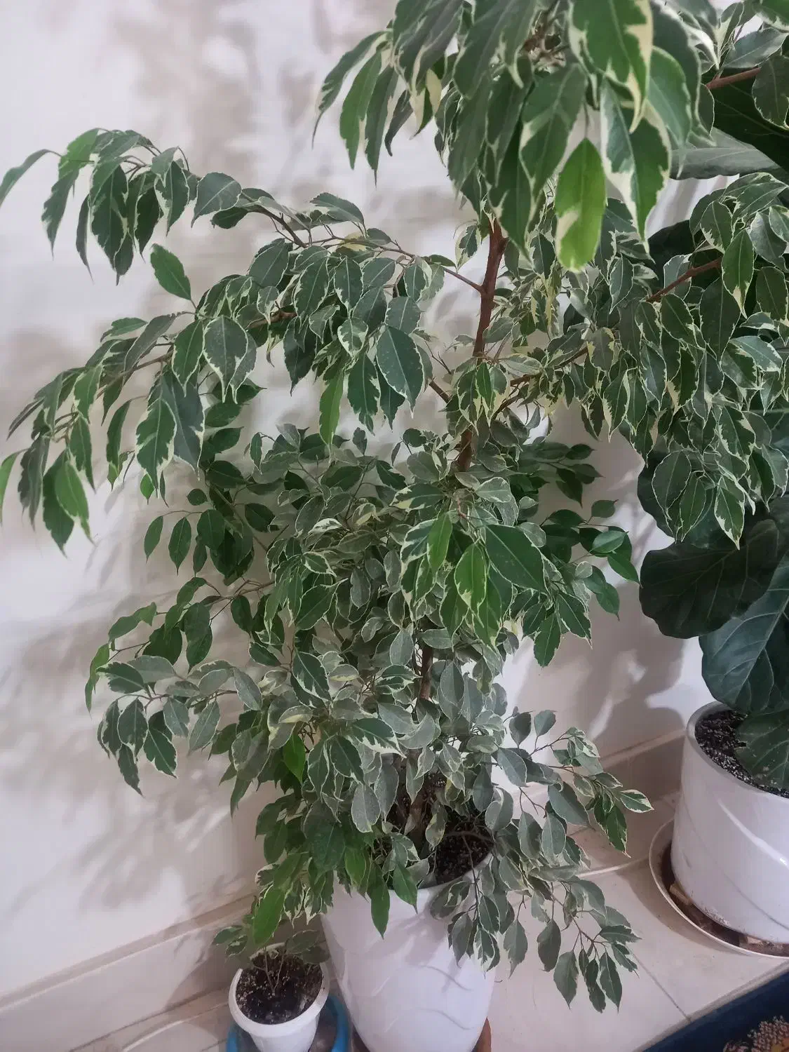 گل طبیعی|گل و گیاه طبیعی|تربتحیدریه, ۴۵ متری|دیوار