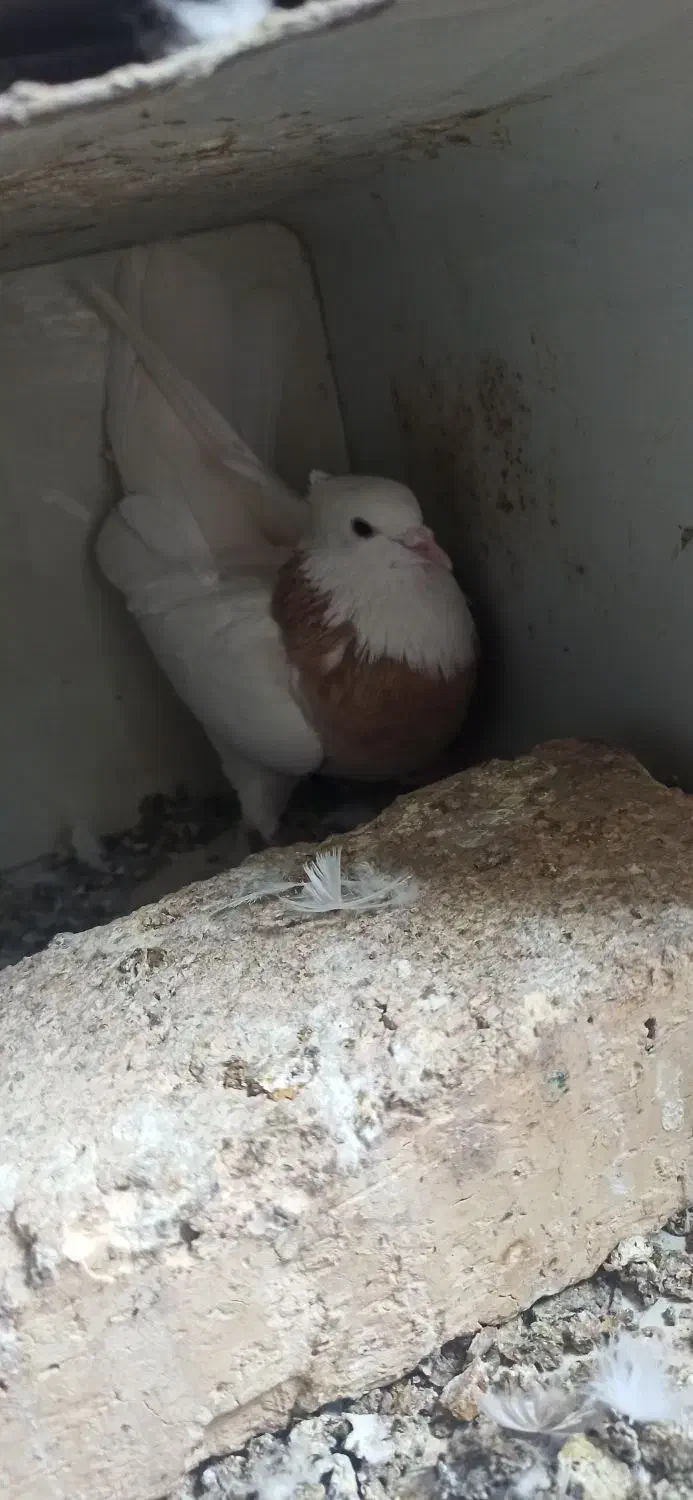 کبوتر|پرنده|باغ بهادران, |دیوار