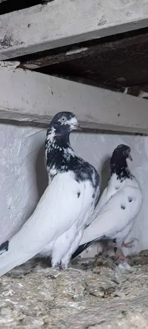 کبوتر پاکستانی|پرنده|اصفهان, ارغوانیه|دیوار