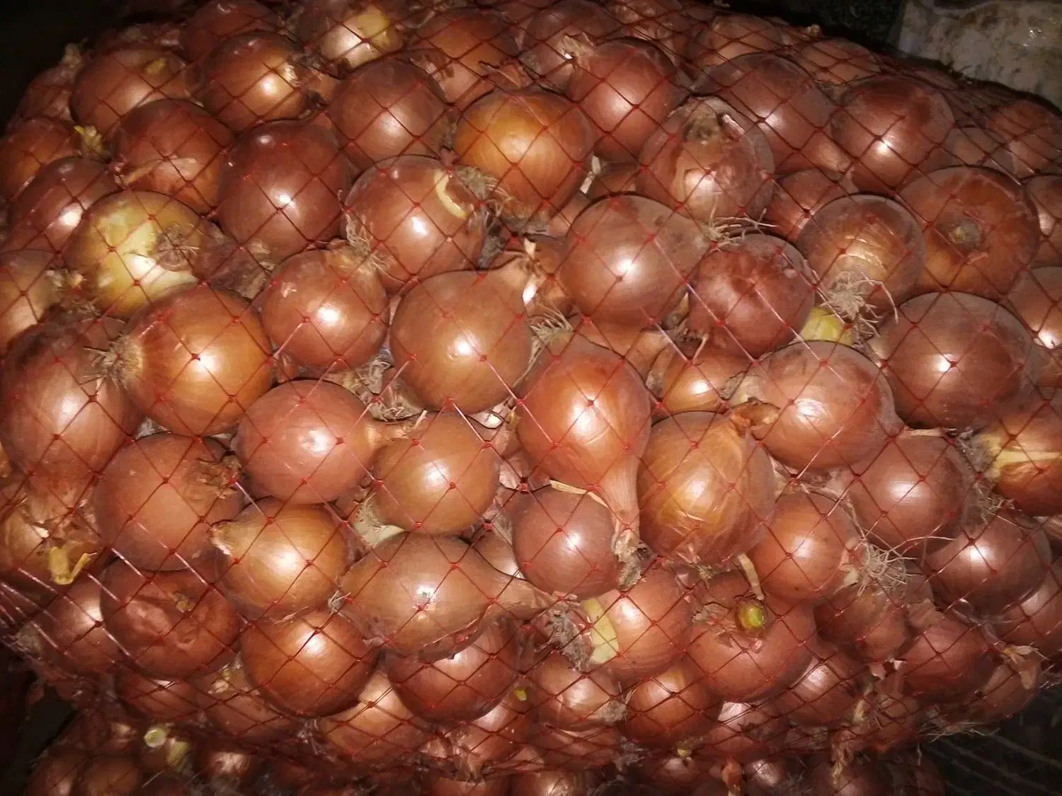 پیاز معمولی|خوردنی و آشامیدنی|زنجانرود, |دیوار