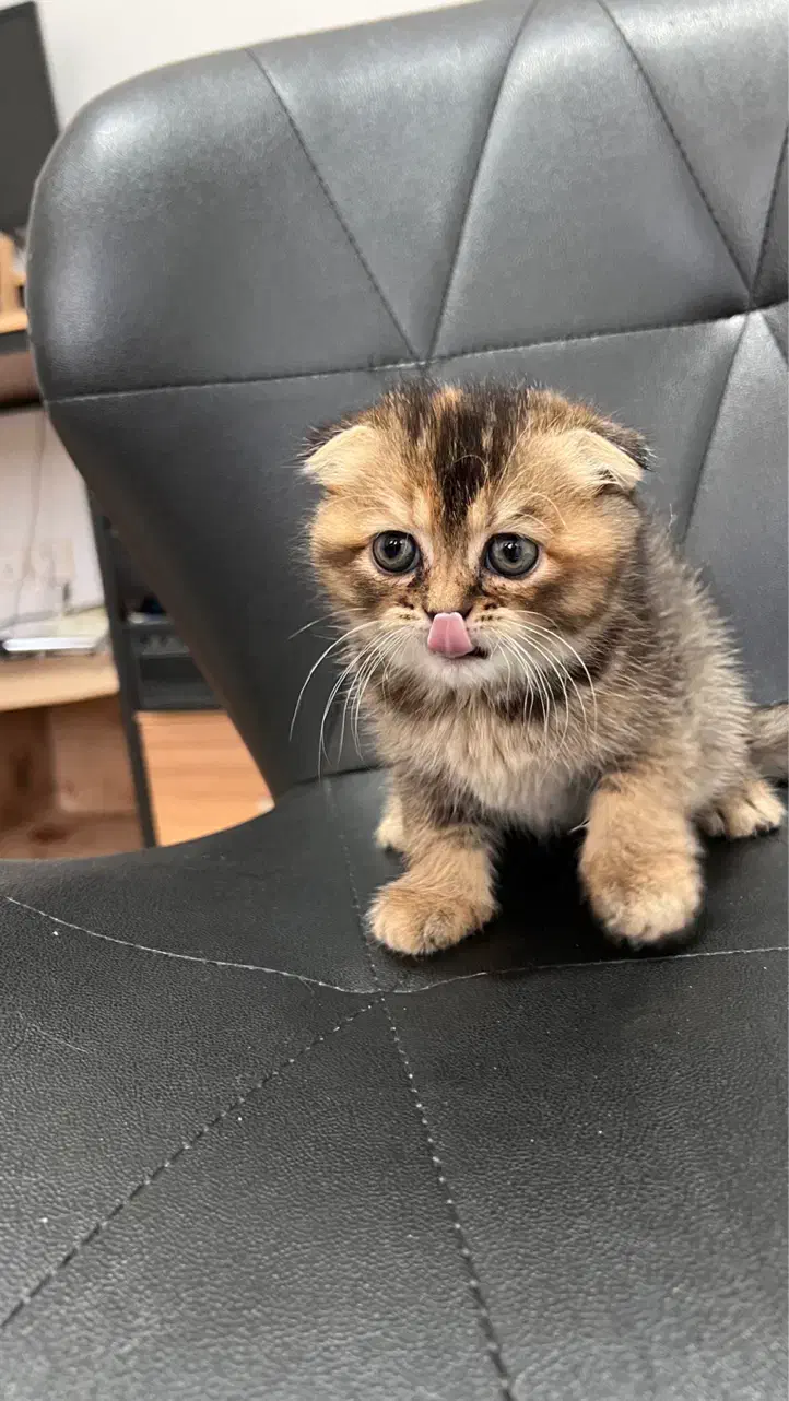 گربه اسکاتیش|گربه|مراغه, |دیوار