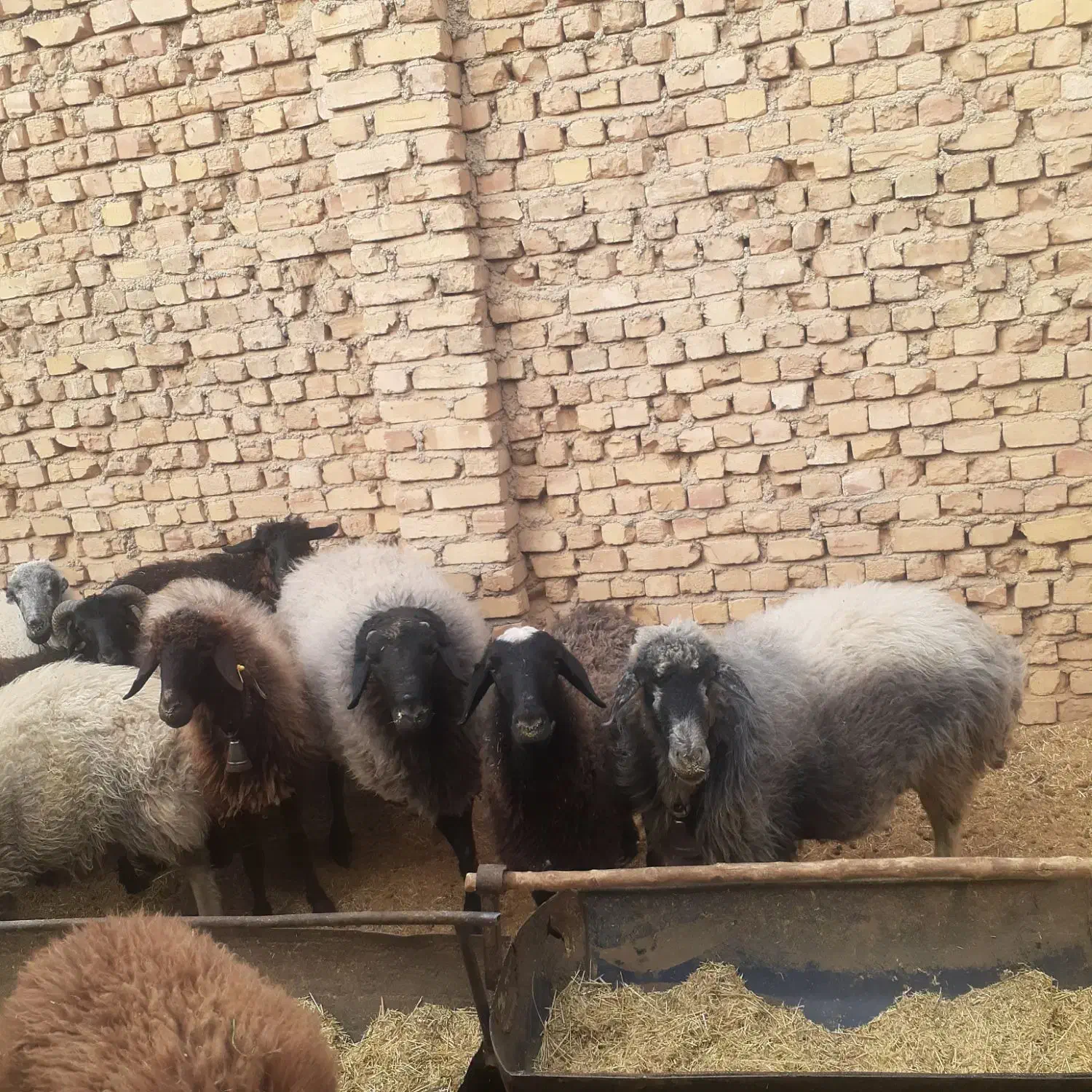 میش وبره|حیوانات مزرعه|جوادآباد, |دیوار