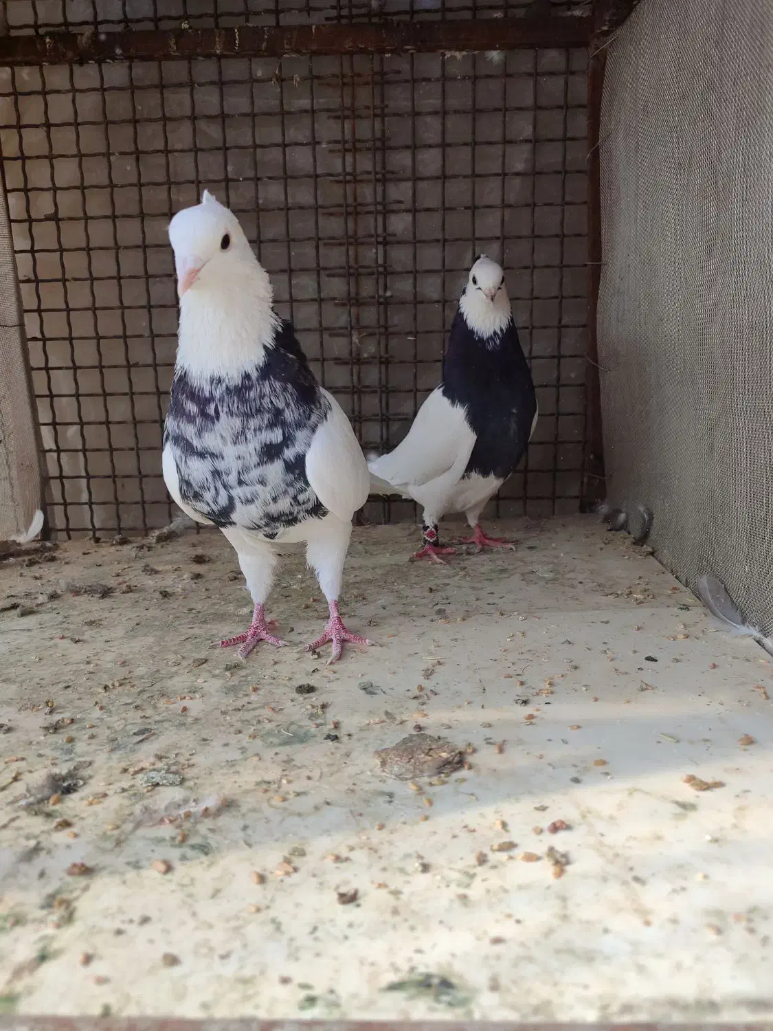 طوقی|پرنده|زرقان, |دیوار